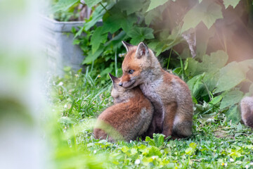 Obraz premium Jeunes renards roux (Vulpes vulpes) dans un jardin urbain, exemple de biodiversité en ville
