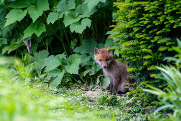Jeunes renards roux (Vulpes vulpes) dans un jardin urbain, exemple de biodiversité en ville