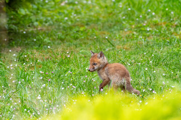 Jeunes renards roux (Vulpes vulpes) dans un jardin urbain, exemple de biodiversité en ville