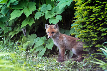 Jeunes renards roux (Vulpes vulpes) dans un jardin urbain, exemple de biodiversité en ville