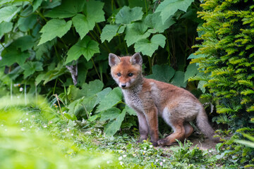 Jeunes renards roux (Vulpes vulpes) dans un jardin urbain, exemple de biodiversité en ville