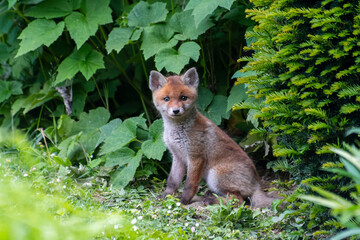 Jeunes renards roux (Vulpes vulpes) dans un jardin urbain, exemple de biodiversité en ville