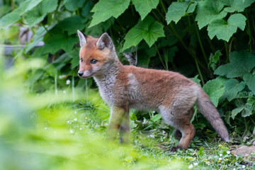 Jeunes renards roux (Vulpes vulpes) dans un jardin urbain, exemple de biodiversité en ville