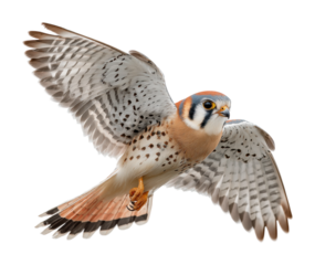 Hunting american kestrel in flight open sky wildlife natural habitat dynamic view isolated on transparent background