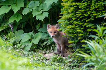Jeunes renards roux (Vulpes vulpes) dans un jardin urbain, exemple de biodiversité en ville