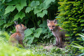 Jeunes renards roux (Vulpes vulpes) dans un jardin urbain, exemple de biodiversité en ville