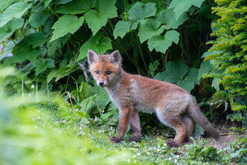 Jeunes renards roux (Vulpes vulpes) dans un jardin urbain, exemple de biodiversité en ville