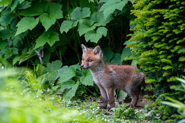 Jeunes renards roux (Vulpes vulpes) dans un jardin urbain, exemple de biodiversité en ville
