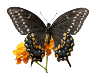 Butterfly feeding on orange flower nature vibrant environment view isolated on transparent background