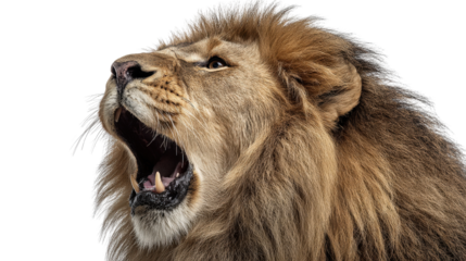 Fierce lion mid-roar with wide-open mouth and visible fangs isolated on a Transparent background, PNG file.
