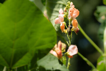 European paper wasp Vespa vulgaris bathed in sunlight feeding on nectar and gathering pollen from a pink flowered runner bean vegetable plant
