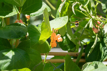 Bumble bee in flight bathed in sunlight pollinating gathering pollen from a pink flowered runner...