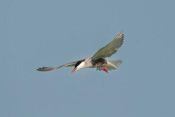 Whiskered Tern - Chlidonias hybrida in mid-flight with spanned wings with blue sky in background. Photo from Danube Delta in Romania. Isolated.