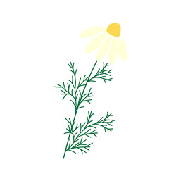 Wild and garden flowers, leaves. Modern vector botanical illustrations, hand drawn floral design elements