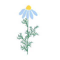 Wild and garden flowers, leaves. Modern vector botanical illustrations, hand drawn floral design elements