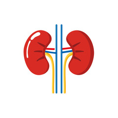 Kidney illustration representing a vital human organ. The illustration shows a simplified view of the kidneys with veins and arteries