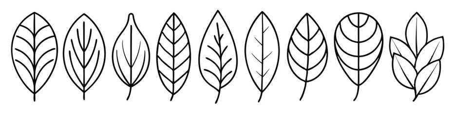 Eucalyptus leaf line art design illustration botanical sketch