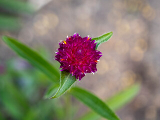 The blossom of a Macedonian scabious (Knautia macedonica) as a beautiful background image.