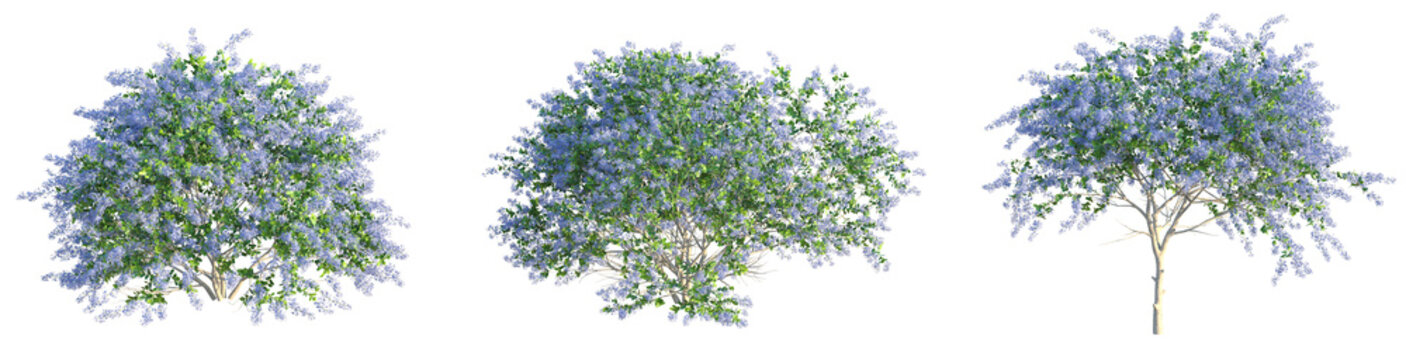 Ceanothus x impressus dark star tree front view cutout transparent background
