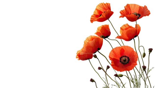 Vibrant poppy flowers with delicate petals and natural stems isolated on white background

