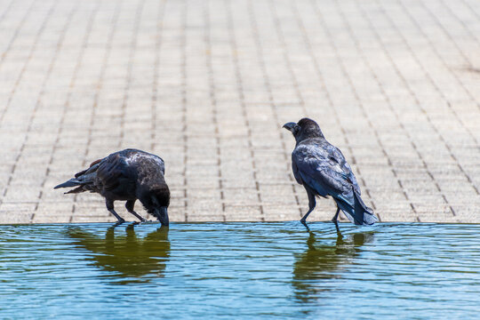 水辺で過ごす2羽のカラス