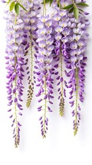 Hanging Wisteria Flowers in Full Bloom with Soft Purple Petals and Green Leaves