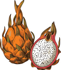Orange and White Dragon Fruit Illustration