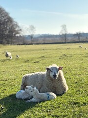 Mother sheep lying with its two lambs near by