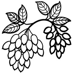 Black Locust line art vector