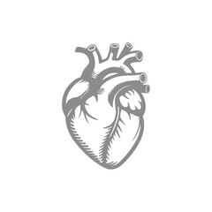 Illustration of a Human Heart
