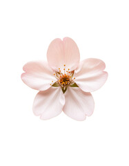 Delicate Cherry Blossom Flower Isolated on Beige Background Top Down View with Soft Light Pink Tones