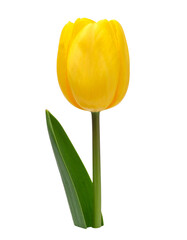 Yellow Tulip Standing Upright Centered on Pure White Background with Soft Lighting Minimal Floral Composition