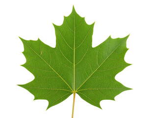 Fresh sycamore leaf isolated on white