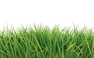 Fototapeta premium Vibrant green blades of freshly cut grass create a lush carpet of natural beauty against a clean white background showcasing a healthy lawn perfect for outdoor activities and recreation