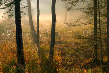 Fototapeta premium misty morning in the forest
