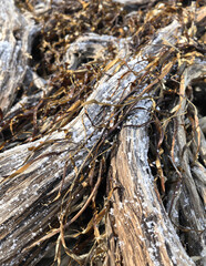 Fototapeta premium Driftwood covered with dried seaweed and scattered salt crystals on a beach. Perfect for nature, texture, environment, and coastal themes.