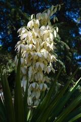 Beautiful cluster of white flowers blooming in a vibrant garden during midday in spring