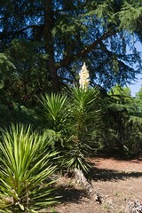 Tall yucca plant with white flowers under a clear blue sky in a lush garden setting during midday