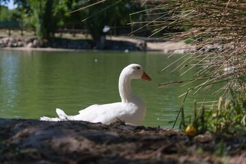 White duck resting near serene green pond surrounded by grass and shrubs during sunny afternoon in a tranquil park setting