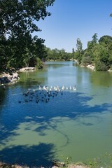 Calm river scene with ducks and swans under clear blue sky in serene natural setting