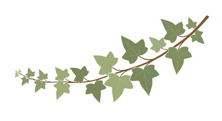 Illustration of a climbing ivy branch with green leaves on a white background for graphic design and botanical decorations