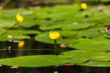 Petal of blooming water lily and leaves in Veleka river