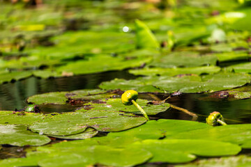 Petal of blooming water lily and leaves in Veleka river