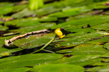 Petal of blooming water lily and leaves in Veleka river