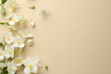 Beautiful jasmine flowers on beige background, flat lay. Space for text