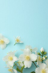 Beautiful jasmine flowers on light blue background, flat lay. Space for text