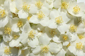 Beautiful jasmine flowers as background, top view