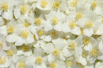 Beautiful jasmine flowers as background, top view
