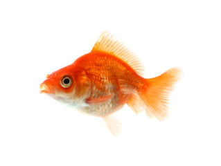 One small beautiful goldfish isolated on white