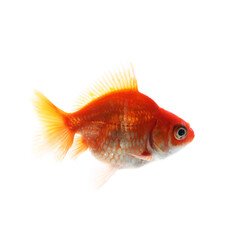 One small beautiful goldfish isolated on white